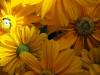Blume Smiley blumig 24