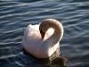 Schwan Herz Vogel