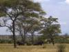 Tranagire NP Afrika Tansania