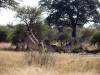 Giraffe Hwange Nationalpark Zimbabwe Afrika