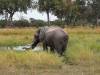 Elefant Khwai NP - Botswana - Afrika