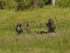 Affe Paviane Arusha Nationalpark Tansania Afrika