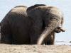 Elefant Hwange Nationalpark Simbabwe Afrika