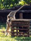 Affe Meerkatze Botswana Afrika