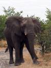 Elefant Khwai NP - Botswana - Afrika