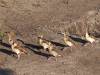 Enten Chobe River Botswana