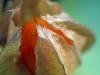 Physalis