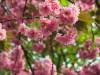 jap. Kirschblüte Frühling 18