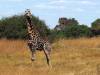 Giraffe Moremi Nationalpark Botswana Afrika