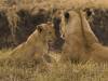 Ngorogoro Afrika Tansania