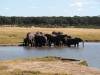 Elefant Hwange Nationalpark Simbabwe Afrika