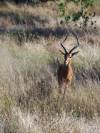 Antilope - Botswana - Afrika