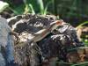 Eidechse Reptil Zimbabwe Afrika