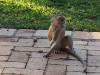 Affe Meerkatze Botswana Afrika