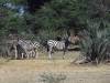 Bwabwata Nationalpark Namibia Afrika