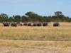 Elefant Hwange Nationalpark Simbabwe Afrika