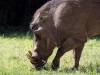 Warzenschwein - Botswana - Afrika