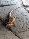 Eidechse Reptil