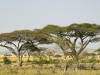 Serengeti Tansania Afrika reiselustig