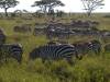 Serengeti NP Afrika Tansania