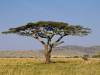 Serengeti NP Afrika Tansania