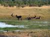 Antilope Hwange Nationalpark Simbabwe Afrika