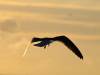 Möwe bei Sonnenuntergang - Vogel - Florida