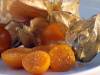 Physalis