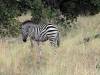 Zebra Khwai NP - Botswana - Afrika