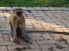 Affe Meerkatze Botswana Afrika
