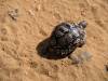 Schildkröte - Botswana - Afrika