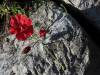 Mohn blumig 28