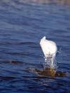 Schneereiher Vogel Florida USA