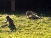 Affe Meerkatze Botswana Afrika