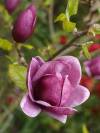 Magnolie Frühling 01