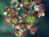 Brombeeren