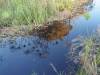 Kwando Namibia Afrika
