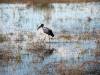 Storch - Botswana - Afrika
