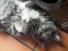 Katze 08