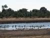 Bwabwata Nationalpark Namibia Afrika