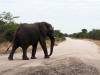 Elefant Khwai Nationalpark Botswana Afrika