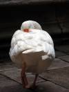 Gans Vogel