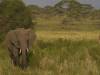 Serengeti NP Afrika Tansania