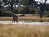 Giraffe Hwange Nationalpark Simbabwe Afrika