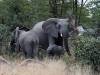 Elefant Khwai NP - Botswana - Afrika