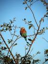 Ehemaliger Nationalvogel Botswana Gabelrake