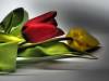 Tulpe blumig 29