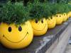 Smile blumig 25
