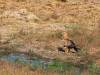 Greifvogel - Botswana - Afrika