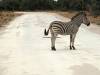 Zebra Khwai NP - Botswana - Afrika